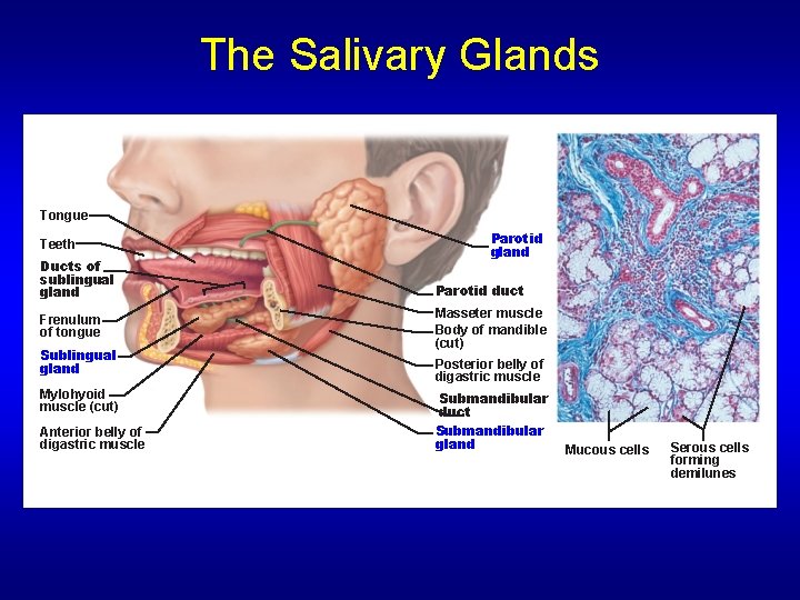 The Salivary Glands Tongue Teeth Ducts of sublingual gland Frenulum of tongue Sublingual gland