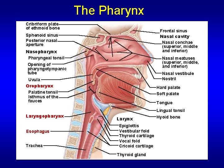 The Pharynx Cribriform plate of ethmoid bone Frontal sinus Nasal cavity Nasal conchae (superior,