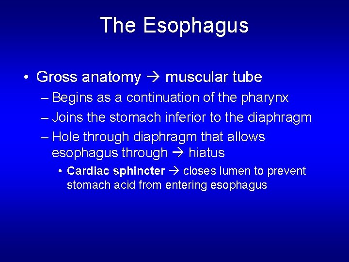 The Esophagus • Gross anatomy muscular tube – Begins as a continuation of the