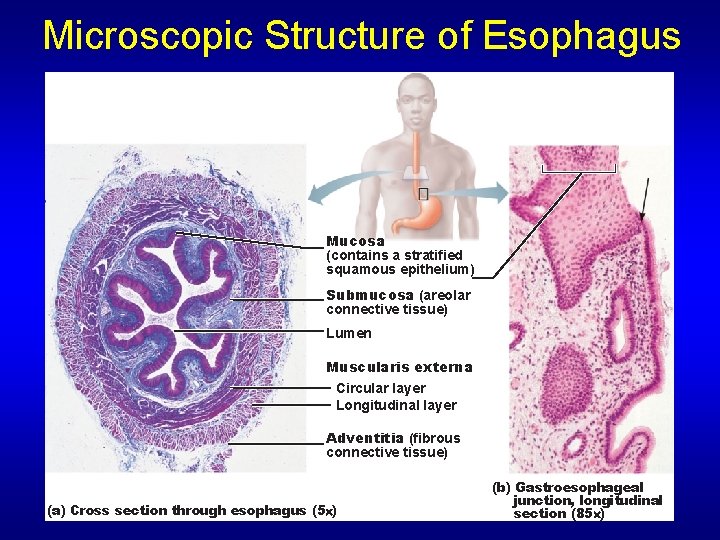 Microscopic Structure of Esophagus Mucosa (contains a stratified squamous epithelium) Submucosa (areolar connective tissue)