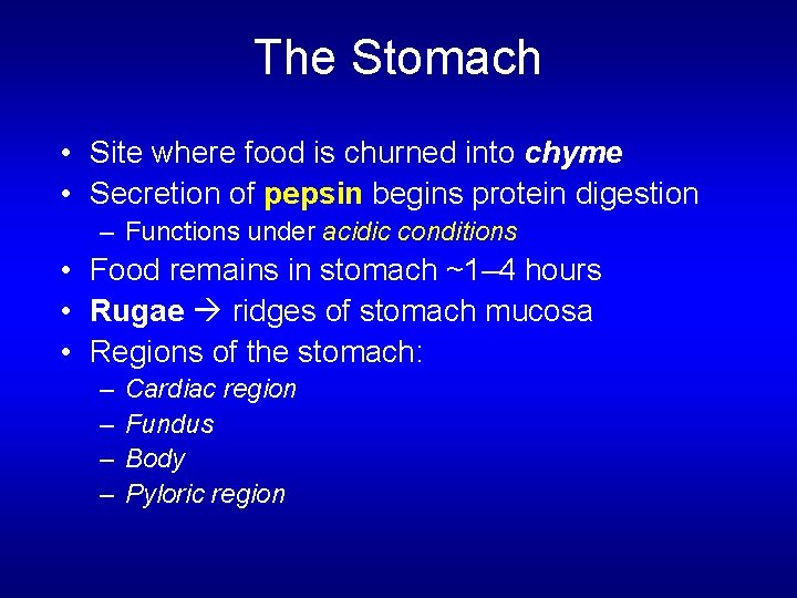 The Stomach • Site where food is churned into chyme • Secretion of pepsin