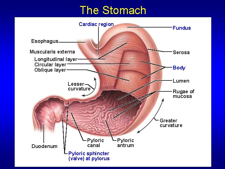 The Stomach Cardiac region Fundus Esophagus Muscularis externa Longitudinal layer Circular layer Oblique layer