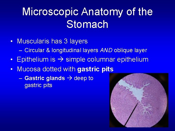 Microscopic Anatomy of the Stomach • Muscularis has 3 layers – Circular & longitudinal