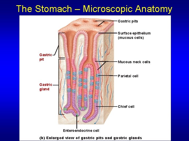 The Stomach – Microscopic Anatomy Gastric pits Surface epithelium (mucous cells) Gastric pit Mucous