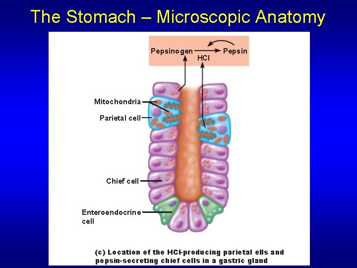 The Stomach – Microscopic Anatomy Pepsinogen HCl Pepsin Mitochondria Parietal cell Chief cell Enteroendocrine