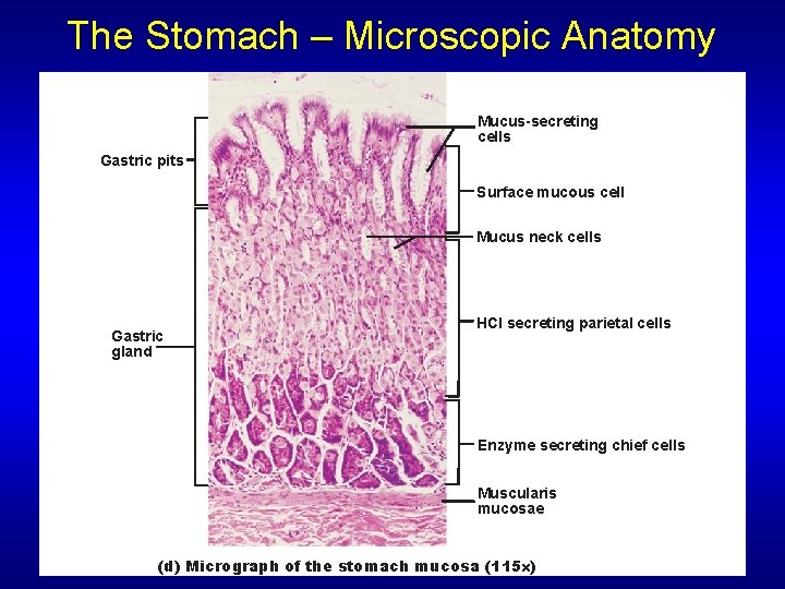 The Stomach – Microscopic Anatomy Mucus-secreting cells Gastric pits Surface mucous cell Mucus neck