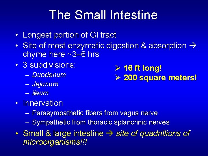 The Small Intestine • Longest portion of GI tract • Site of most enzymatic