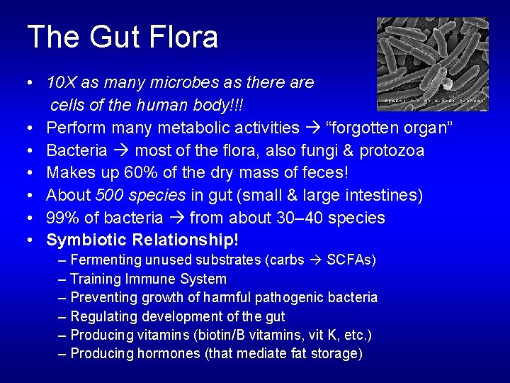 The Gut Flora • 10 X as many microbes as there are cells of