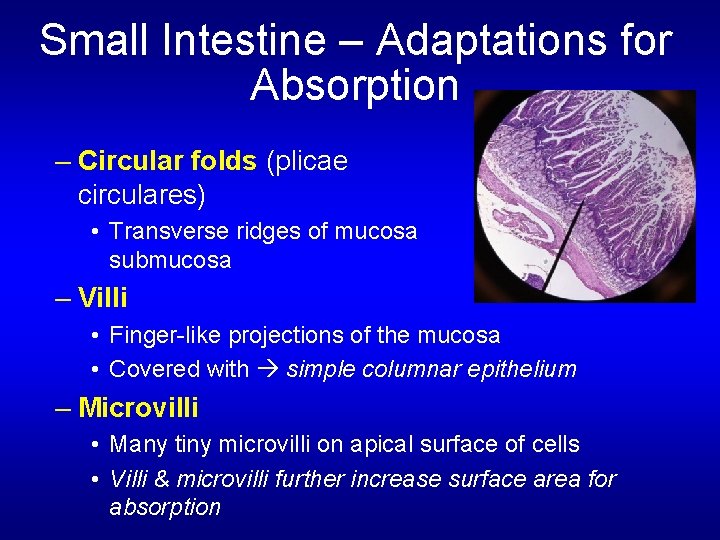 Small Intestine – Adaptations for Absorption – Circular folds (plicae circulares) • Transverse ridges