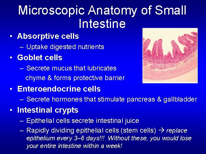 Microscopic Anatomy of Small Intestine • Absorptive cells – Uptake digested nutrients • Goblet