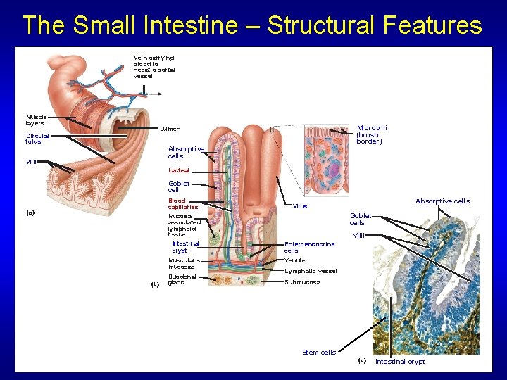 The Small Intestine – Structural Features Vein carrying blood to hepatic portal vessel Muscle