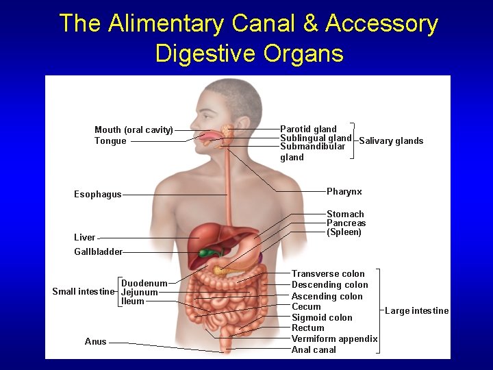 The Alimentary Canal & Accessory Digestive Organs Mouth (oral cavity) Tongue Esophagus Liver Parotid