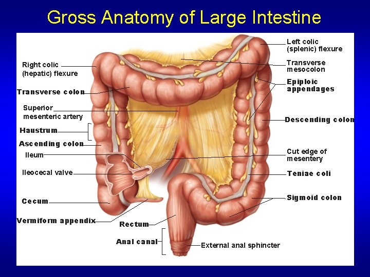 Gross Anatomy of Large Intestine Left colic (splenic) flexure Transverse mesocolon Right colic (hepatic)