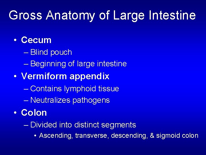 Gross Anatomy of Large Intestine • Cecum – Blind pouch – Beginning of large