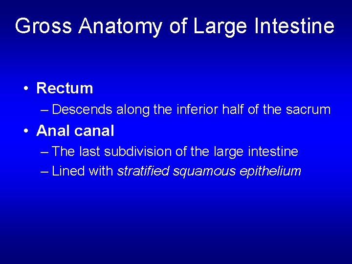 Gross Anatomy of Large Intestine • Rectum – Descends along the inferior half of