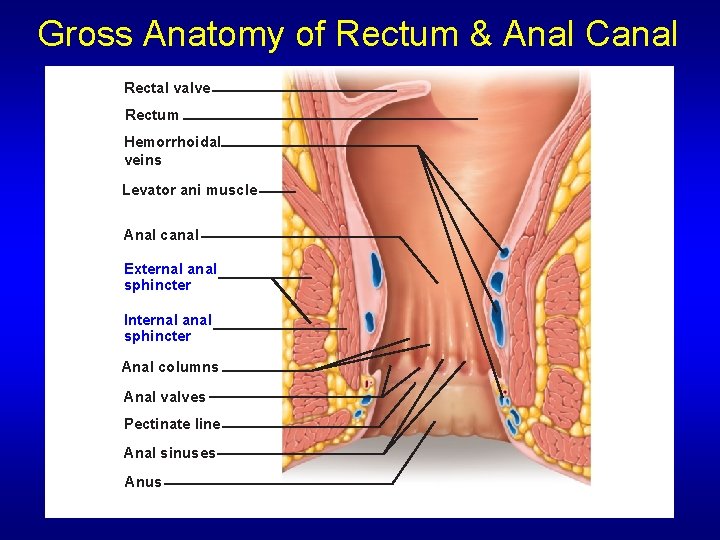 Gross Anatomy of Rectum & Anal Canal Rectal valve Rectum Hemorrhoidal veins Levator ani