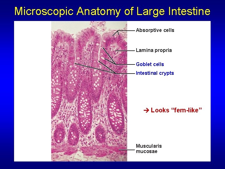 Microscopic Anatomy of Large Intestine Absorptive cells Lamina propria Goblet cells Intestinal crypts Looks