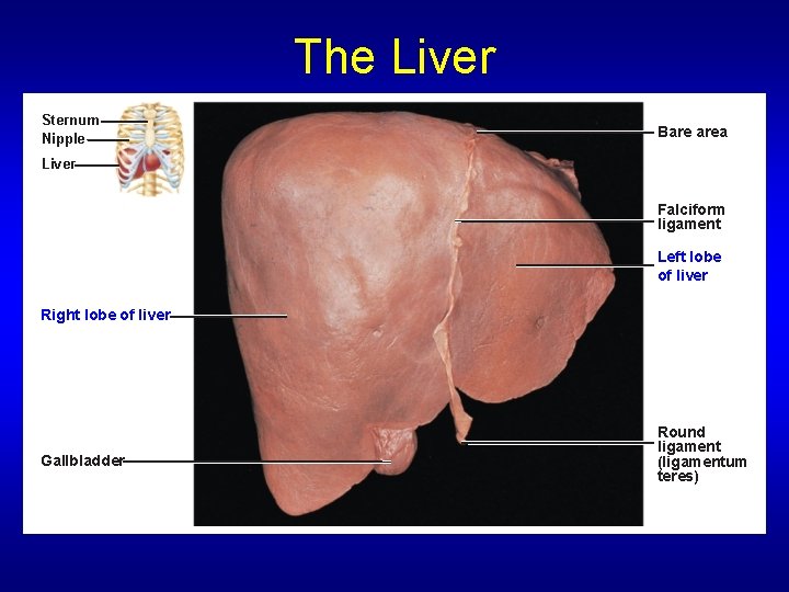 The Liver Sternum Nipple Bare area Liver Falciform ligament Left lobe of liver Right