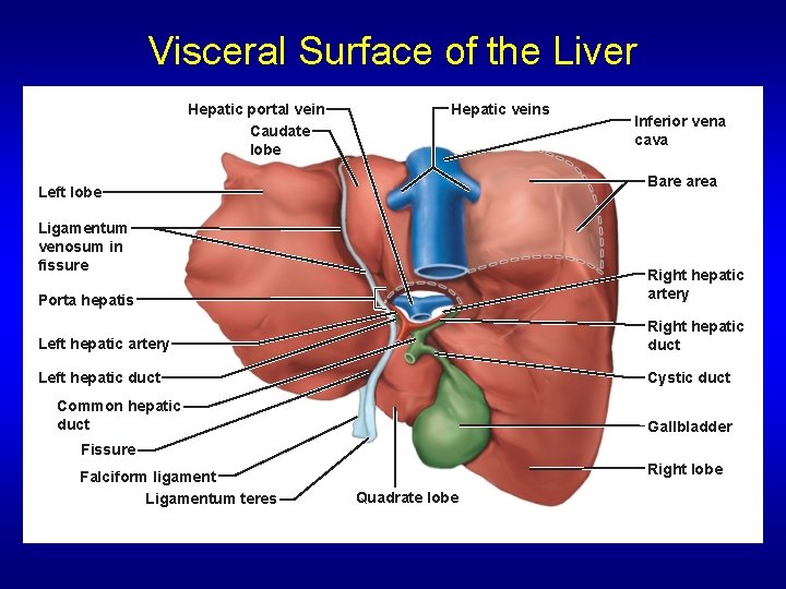 Visceral Surface of the Liver Hepatic portal vein Caudate lobe Hepatic veins Inferior vena