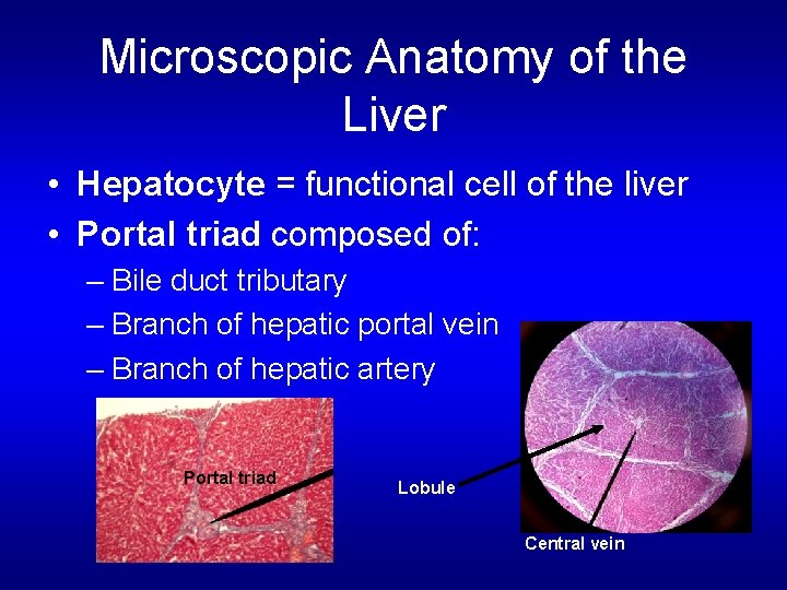 Microscopic Anatomy of the Liver • Hepatocyte = functional cell of the liver •