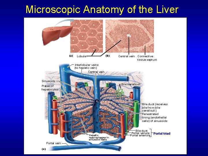 Microscopic Anatomy of the Liver (a) (b) Lobule Central vein Connective tissue septum Interlobular