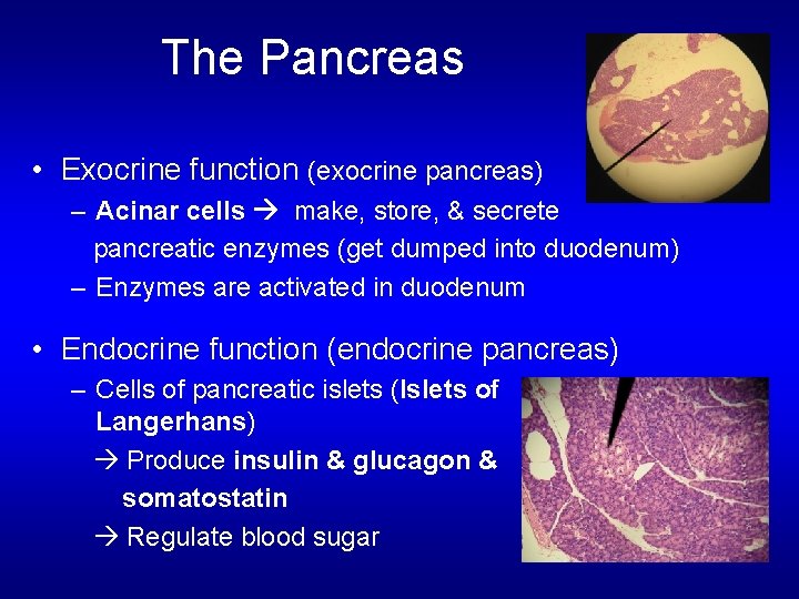 The Pancreas • Exocrine function (exocrine pancreas) – Acinar cells make, store, & secrete