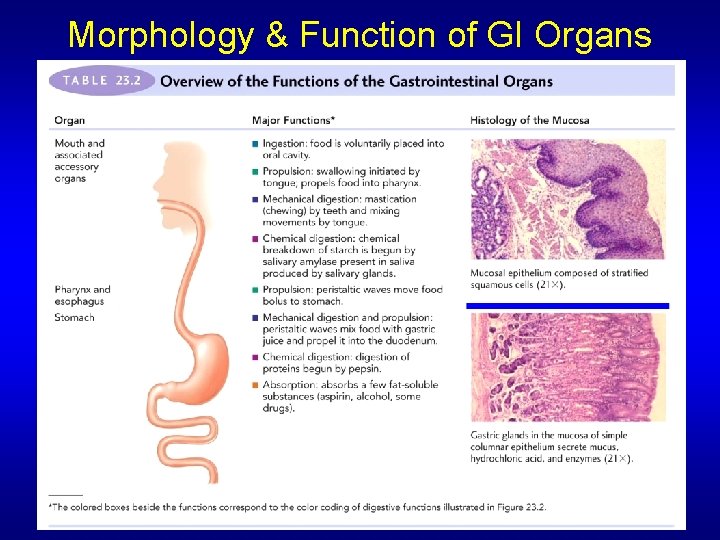 Morphology & Function of GI Organs 