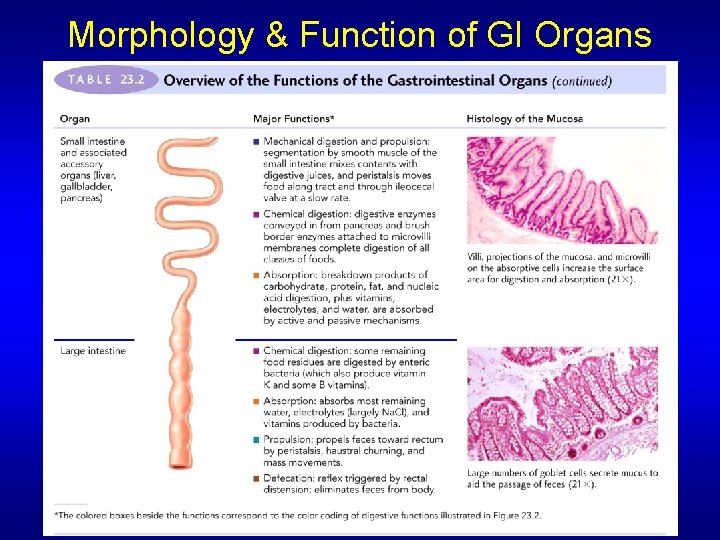 Morphology & Function of GI Organs 