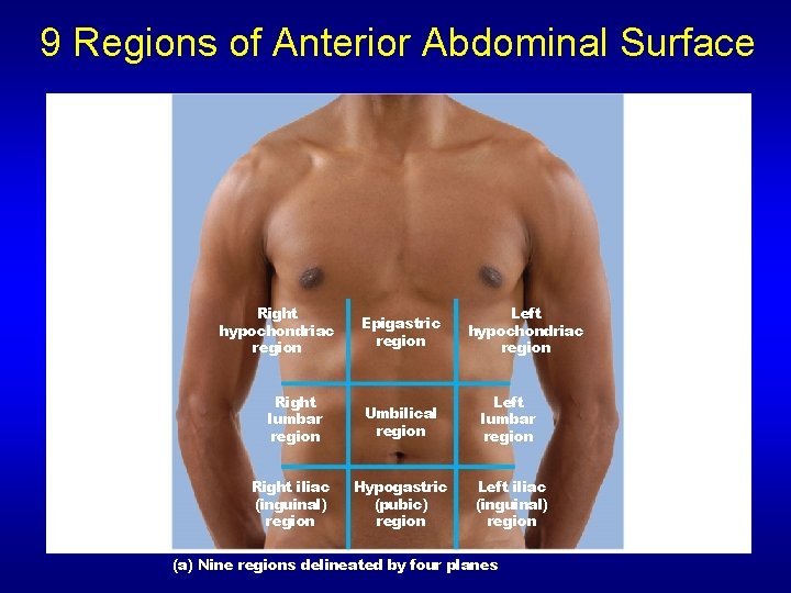 9 Regions of Anterior Abdominal Surface Right hypochondriac region Right lumbar region Right iliac