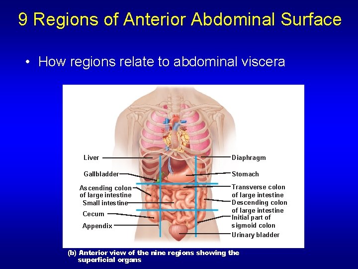 9 Regions of Anterior Abdominal Surface • How regions relate to abdominal viscera Liver