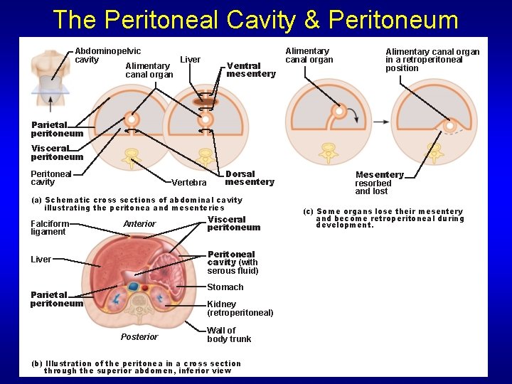 The Peritoneal Cavity & Peritoneum Abdominopelvic cavity Liver Alimentary canal organ Ventral mesentery Alimentary