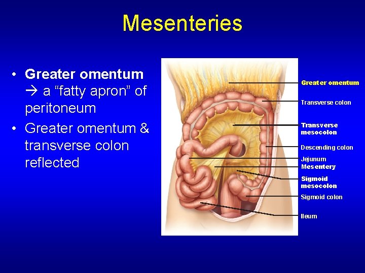Mesenteries • Greater omentum a “fatty apron” of peritoneum • Greater omentum & transverse