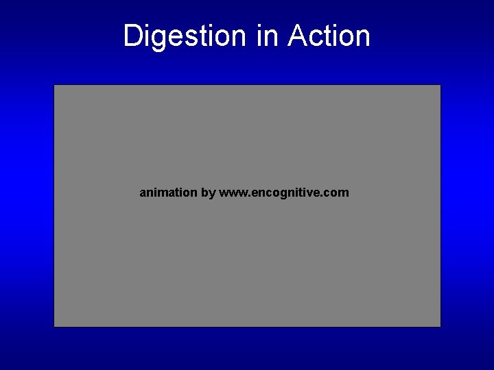 Digestion in Action animation by www. encognitive. com 