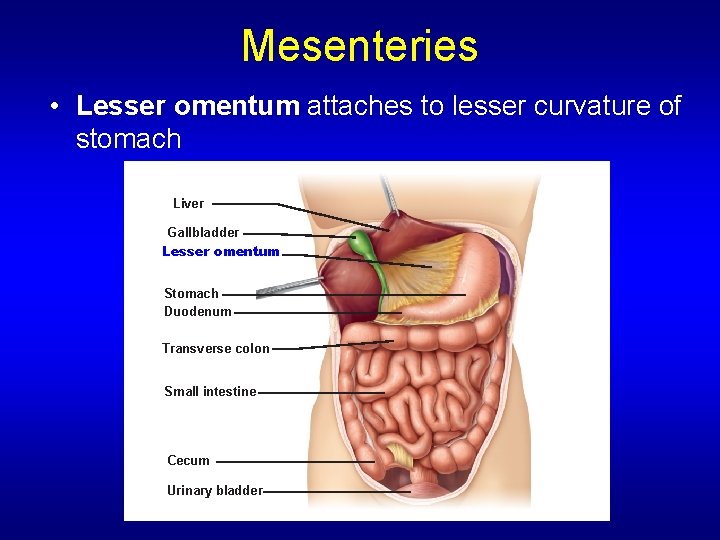 Mesenteries • Lesser omentum attaches to lesser curvature of stomach Liver Gallbladder Lesser omentum