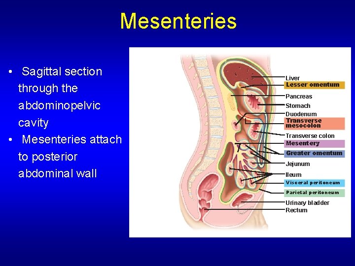 Mesenteries • Sagittal section through the abdominopelvic cavity • Mesenteries attach to posterior abdominal