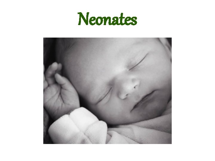 Neonates 