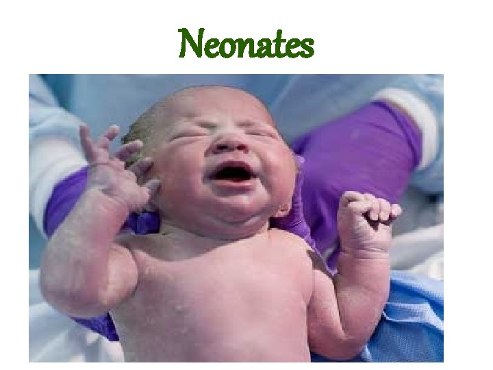 Neonates 