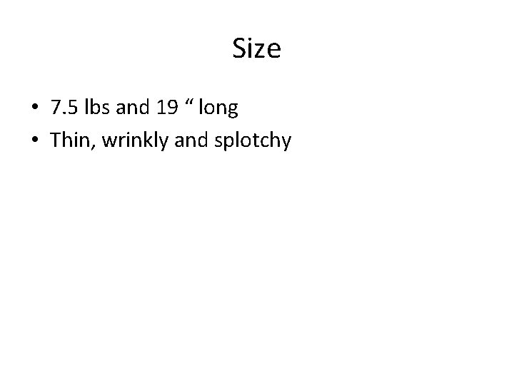 Size • 7. 5 lbs and 19 “ long • Thin, wrinkly and splotchy