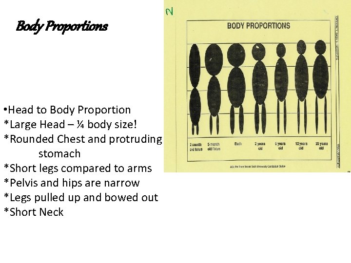 Body Proportions • Head to Body Proportion *Large Head – ¼ body size! *Rounded