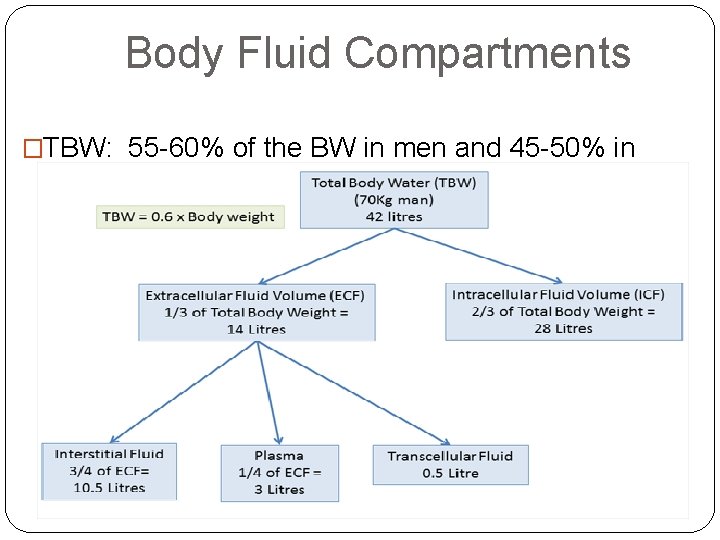 Body Fluid Compartments �TBW: 55 -60% of the BW in men and 45 -50%