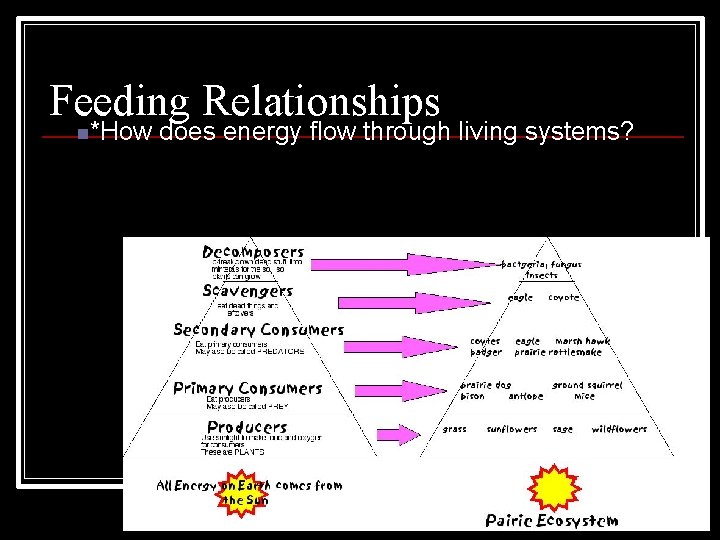 Feeding Relationships n*How does energy flow through living systems? Copyright Pearson Prentice Hall 