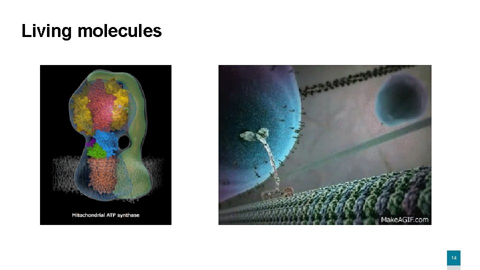 Living molecules 14 