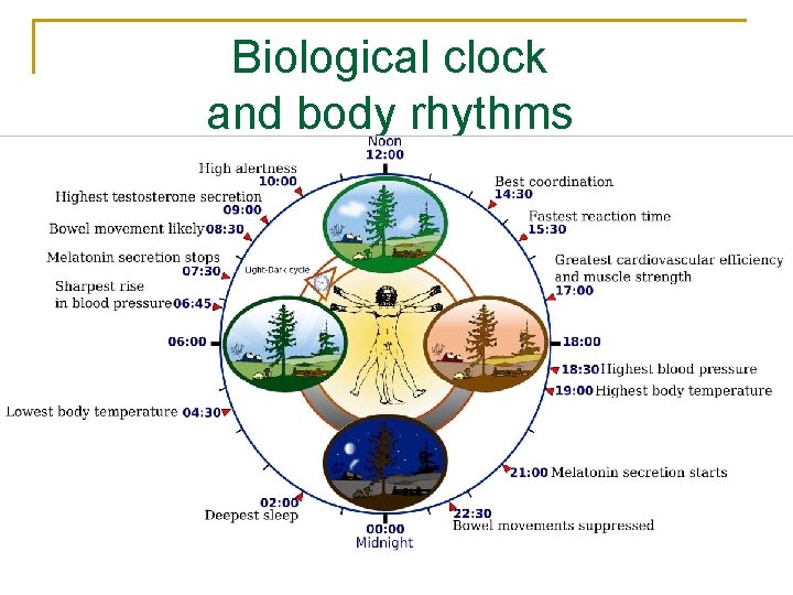  Biological clock and body rhythms 