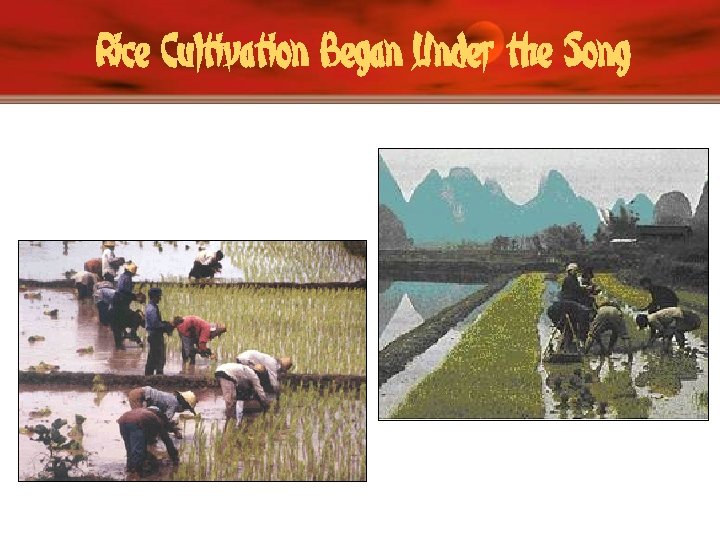 Rice Cultivation Began Under the Song 