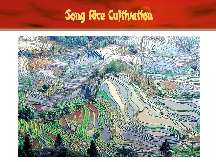 Song Rice Cultivation 