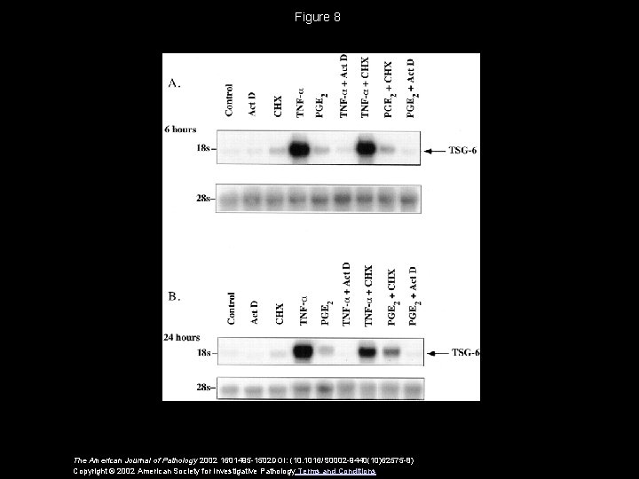 Figure 8 The American Journal of Pathology 2002 1601495 -1502 DOI: (10. 1016/S 0002