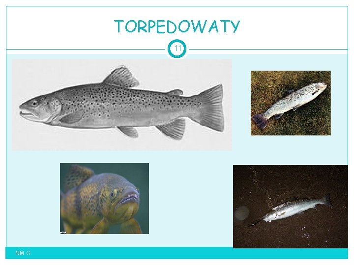 TORPEDOWATY 11 NM G 