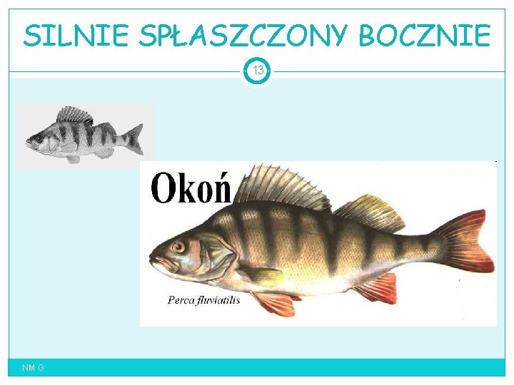 SILNIE SPŁASZCZONY BOCZNIE 13 NM G 