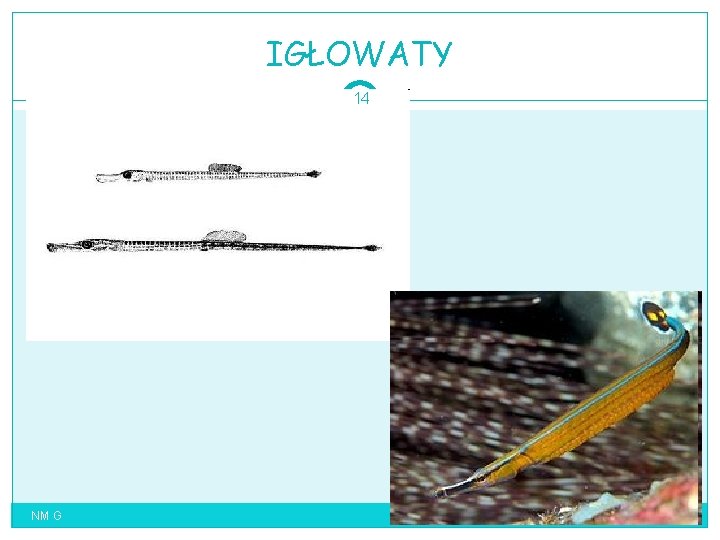 IGŁOWATY 14 NM G 