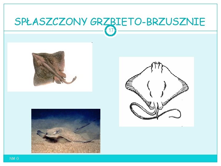 SPŁASZCZONY GRZBIETO-BRZUSZNIE 17 NM G 